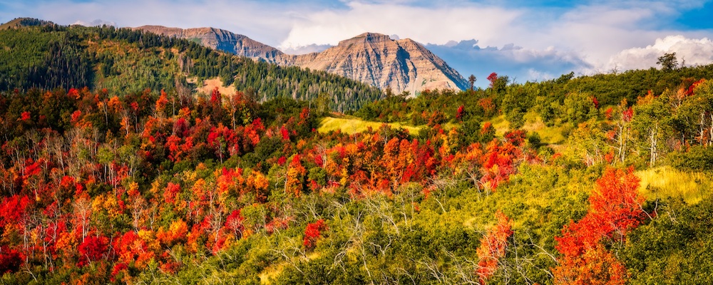 Picture of aspen trees turning yellow and bright orange and yellow leaves on ground