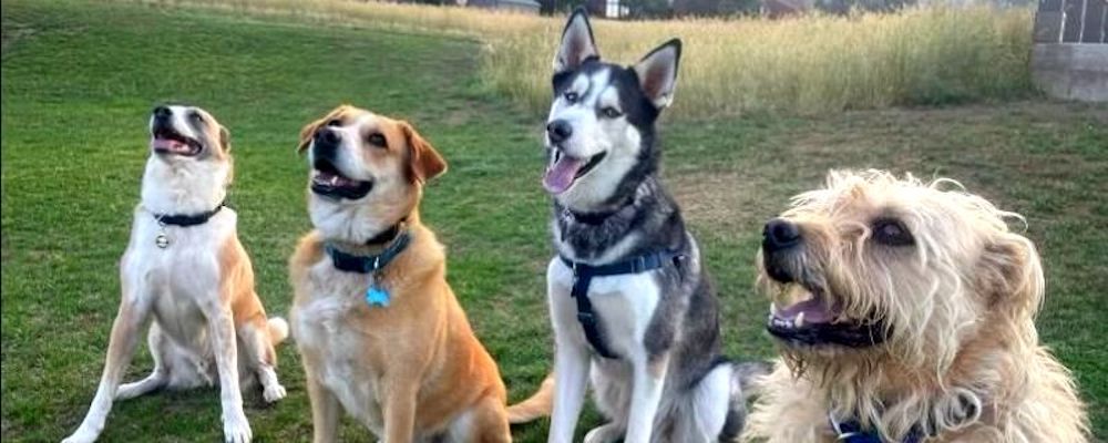 dogs in a field sitting